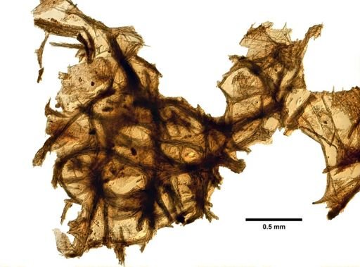 Pachychalina cellulosa