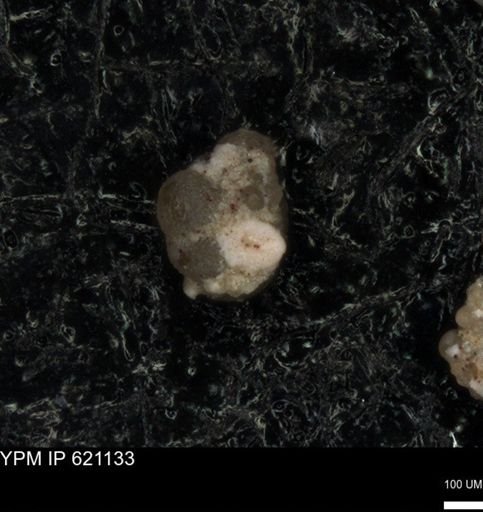 undet. Foraminiferida