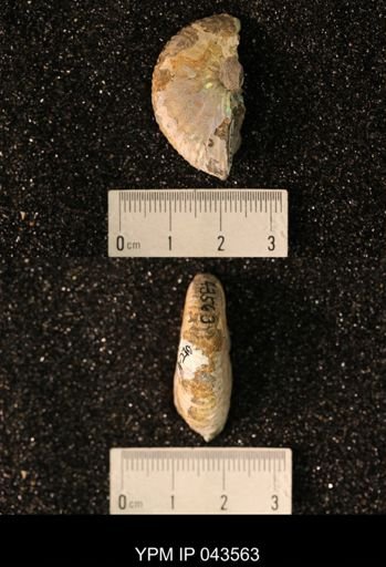 Hoploscaphites nicolletii