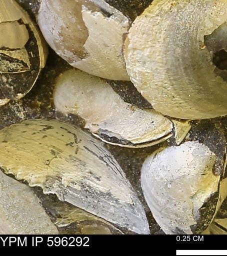 Limopsis striatopunctatus
