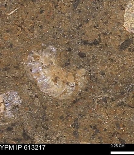 Scaphites sp.