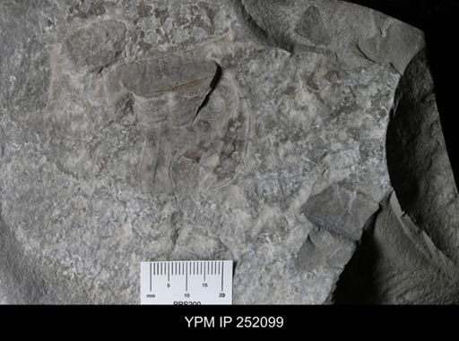 Eurypterus sp.