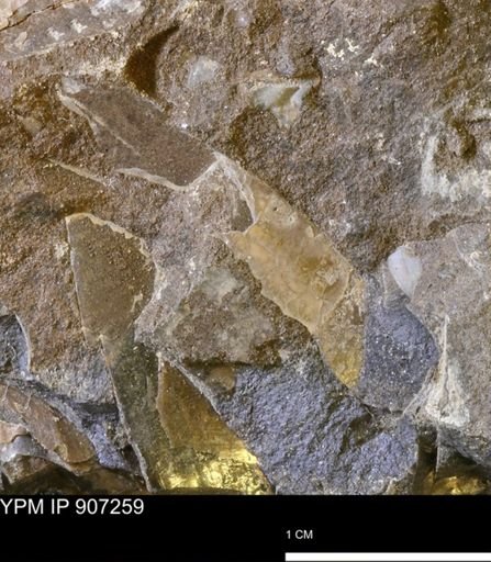 undet. Bakevelliidae
