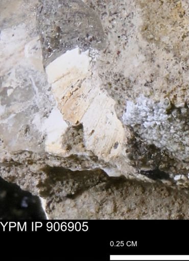 undet. Bivalvia