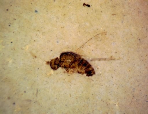 undet. Brachycera