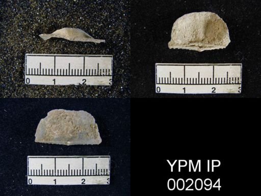 Chonetes granulifer