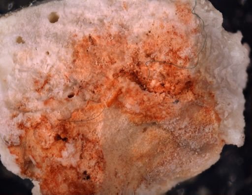 Parasmittina cf. serrula