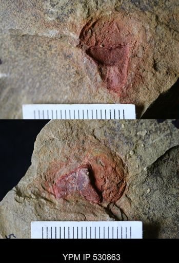 Xiphosurida?