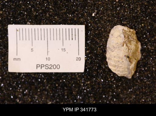 Scaphites sp.