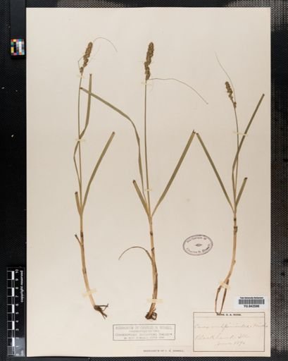 Carex vulpinoidea