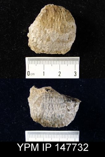 Pustula nebrascensis