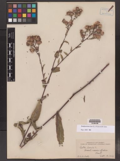 Symphyotrichum laeve