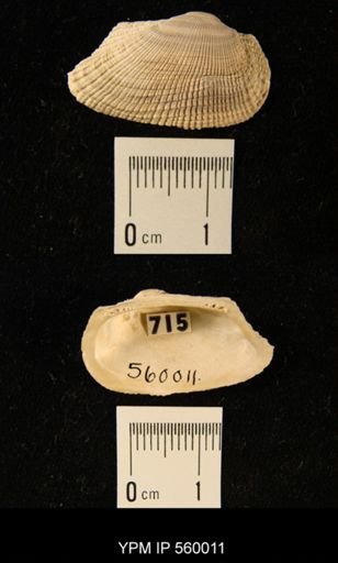 Barbatia irregularis