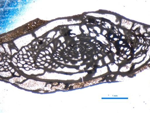 Fusulinacea
