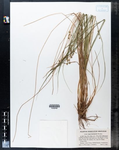 Carex incomperta