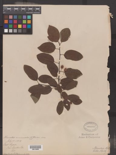 Ilex mucronata