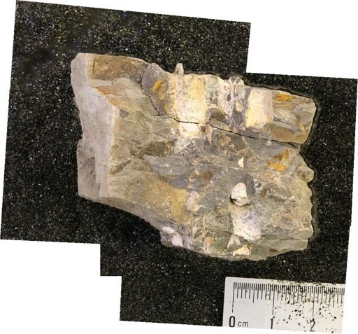 Baculites