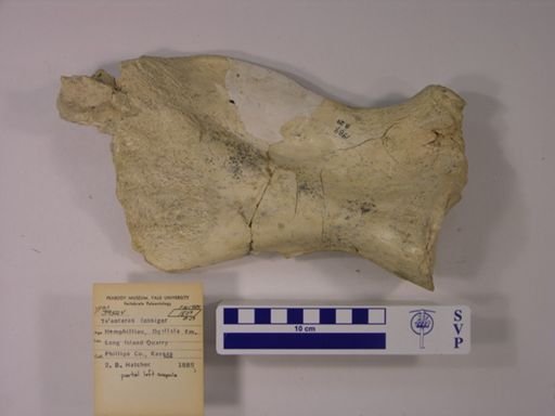 Teleoceras fossiger