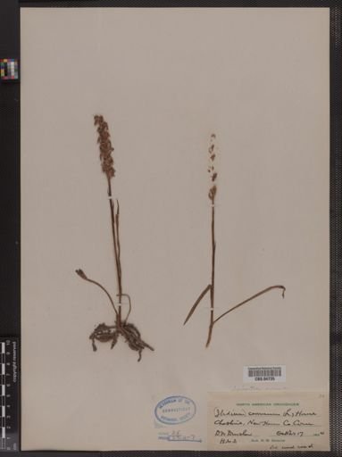 Ibidium cernuum