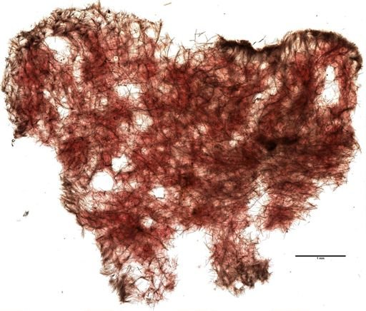 Clathria prolifera