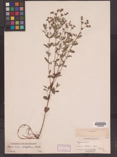 Hypericum ellipticum