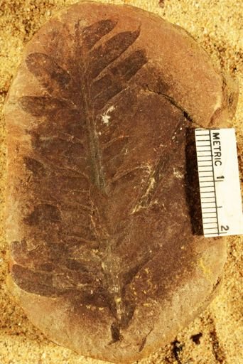 Pseudopecopteris mazoniana