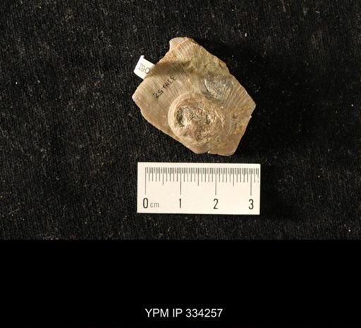 Isorophus cincinnatiensis