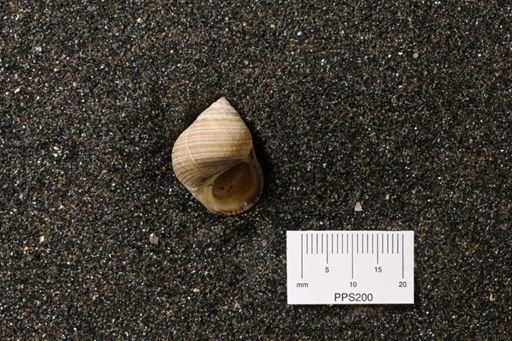 Littorina littorea