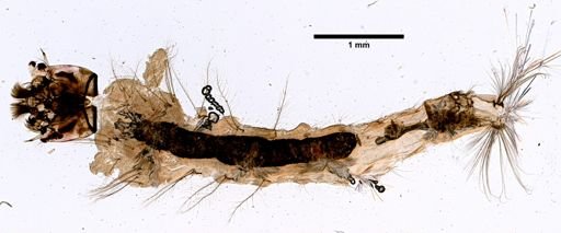 Anopheles vagus