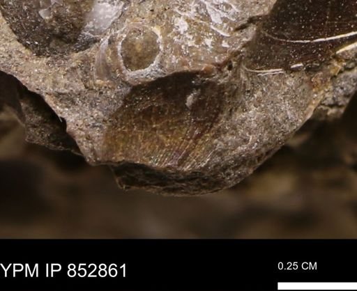 Limopsis striatopunctatus
