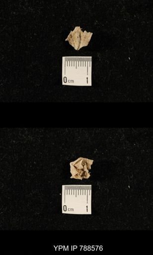 undet. Brachiopoda