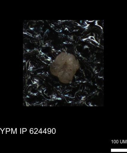 undet. Foraminiferida