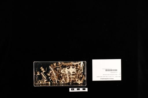 Varanus exanthematicus