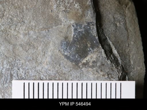 undet. Eurypterida