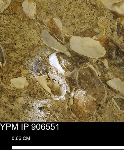 undet. Mollusca