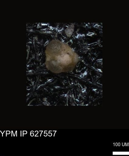 undet. Foraminiferida