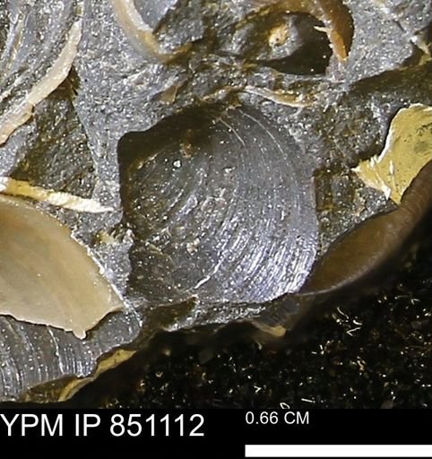 Limopsis striatopunctatus