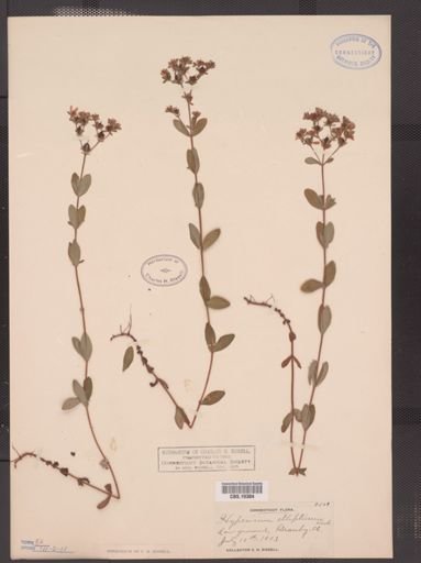 Hypericum ellipticum