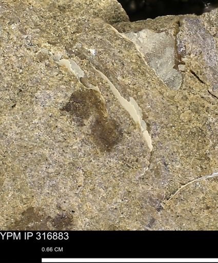 undet. Mollusca