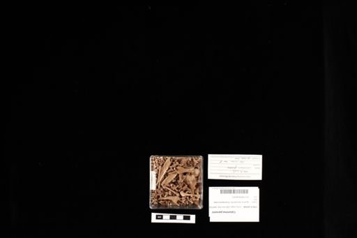 Calumma parsonii