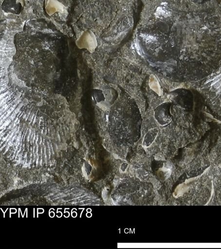 undet. Bivalvia