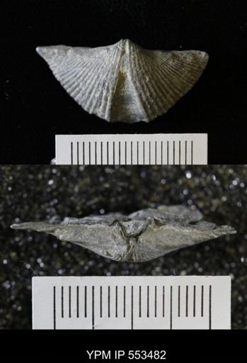 Spirifer audacula