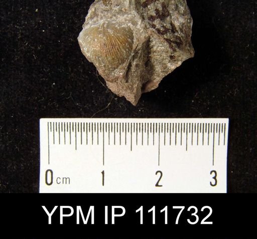 Brachyprion crassomata