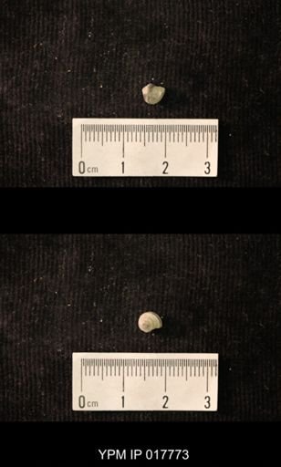 Worthenia texturata