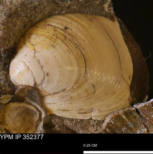 Limopsis striatopunctatus
