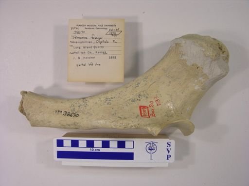 Teleoceras fossiger