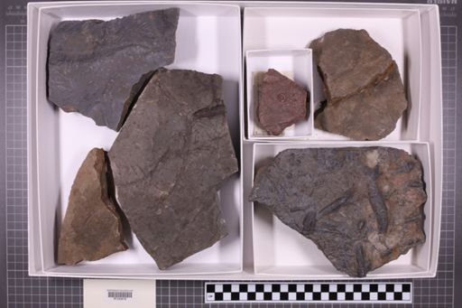 mixed taxa, stratigraphic collection