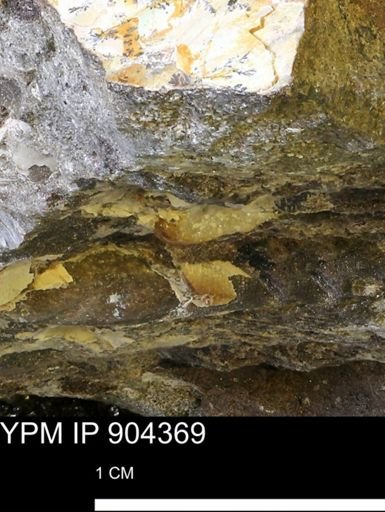 undet. Mollusca