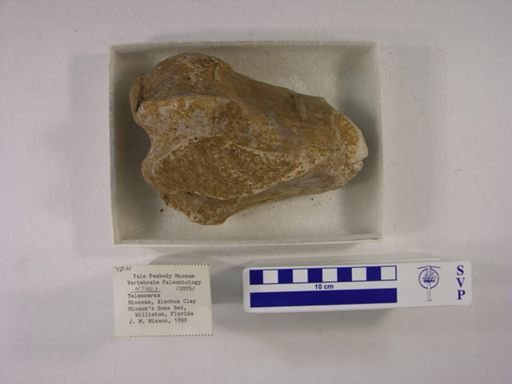 Teleoceras fossiger
