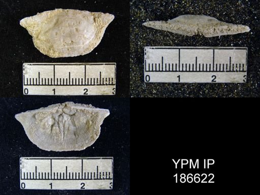 Chonetes granulifer meekanus